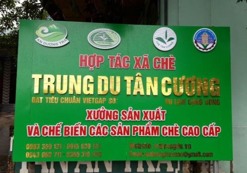 Hợp tác xã Chè Trung Du Tân Cương – Nơi gìn giữ tinh hoa 