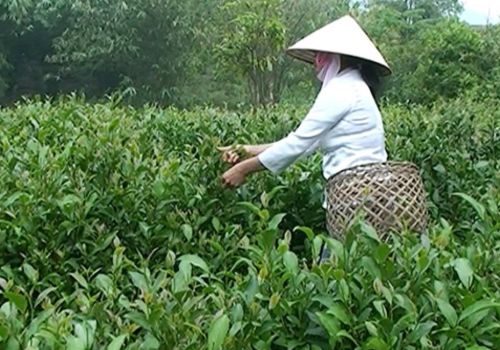 Nghề Làm Trà – Từ Truyền Thống Cha Truyền Con Nối Đến Khát Vọng Trẻ Hóa