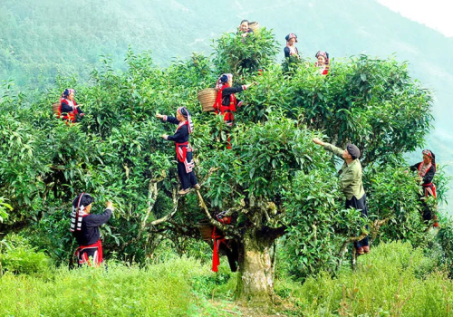 Cây Chè Cổ Thụ Việt Nam – Di Sản Sống Giữa Núi Rừng!