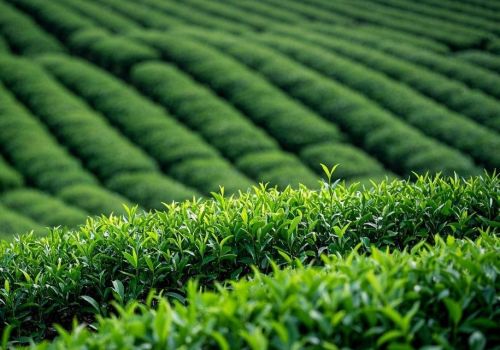 Phân Tích Thế Mạnh Vùng Trà Thái Nguyên!