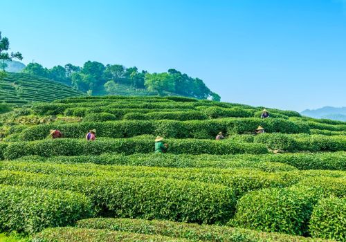 Tư Duy Làm Thương Hiệu Vùng Nguyên Liệu Trà: Cần Bắt Đầu Từ Hệ Giá Trị Cốt Lõi