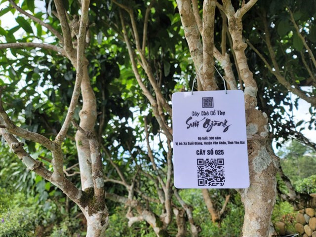 che-co-thu-gan-ma-qrcode-qr-code-che-suoi-giang-yen-bai