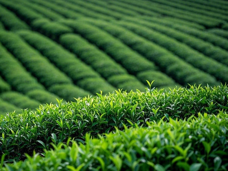 the-manh-vung-tra-thai-nguyen